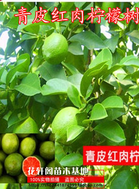 青皮红肉柠檬树苗 果树苗南方北方种植地栽花卉当年结果柠檬苗