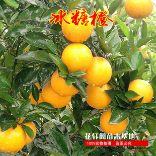 正宗高纯度高甜度永兴冰糖橙苗褚橙云冠盆栽地栽甜橙果树苗包邮