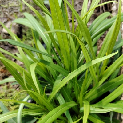 新鲜荒地生苦麻菜翅果菊苦莴苣野菜清热去火现摘叶中有浆头茬二茬