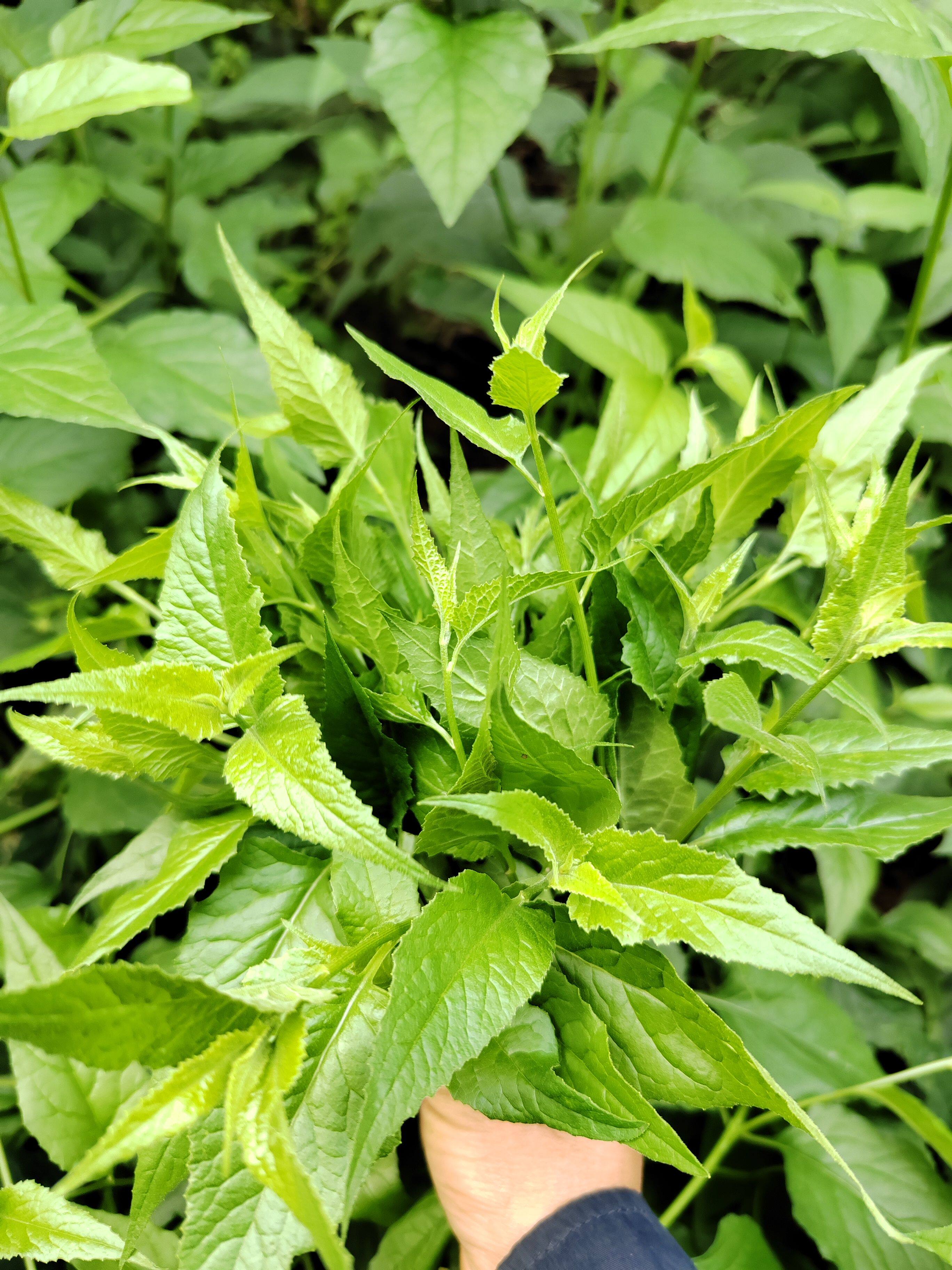 新鲜现摘千里光嫩芽九里明九里光黄花母清肝明目自然荒生草药