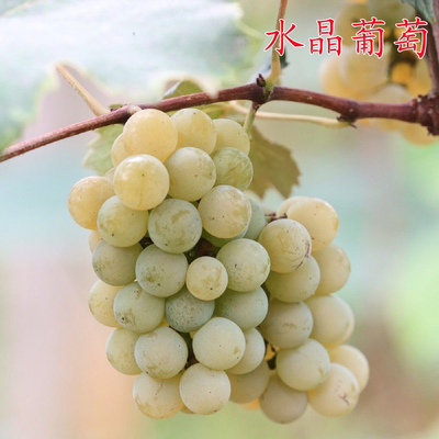 正宗水晶葡萄果树苗南北方种植带土带叶带果发货一个月内死苗补发