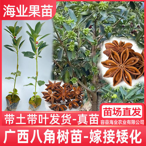 广西八角苗矮化嫁接茴香大料树苗