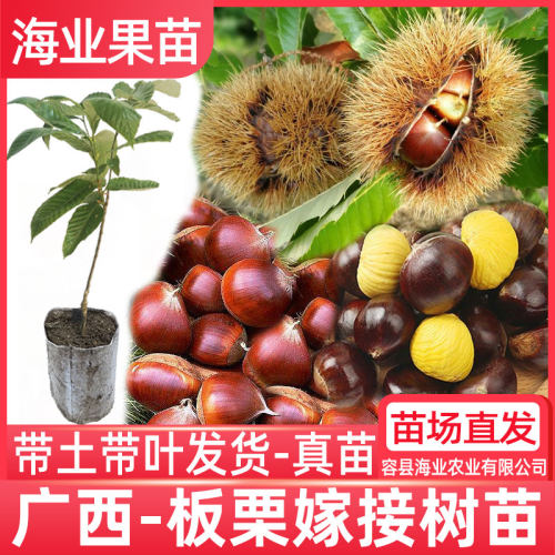 嫁接板栗苗树大红袍油栗