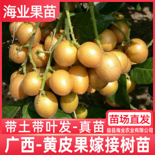 黄皮苗树嫁接贵妃黄皮无核香蜜鸡心黑金刚紫黄皮果树苗带土庭院
