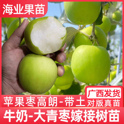大青枣树活苗嫁接台湾金桃蜜丝枣牛奶苹果枣雪丽高朗黄冠大枣超甜