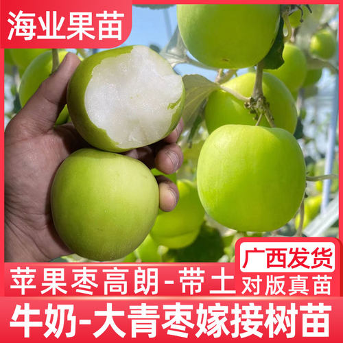 蜜丝枣苹果枣嫁接苗牛奶大枣超甜