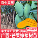 蜜芒金煌芒盆栽地栽南方果树带土 芒果苗树嫁接广西桂七芒果苗四季