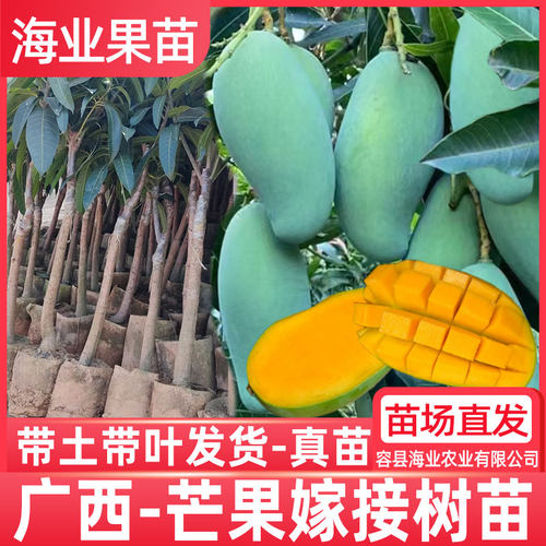 广西芒果树苗嫁接桂七四季芒带土
