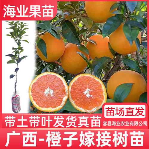 赣南脐橙苗嫁接红江橙红肉血橙苗