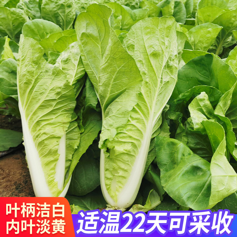 黄心快菜速生小白菜种子半结球庭院阳台四季播易种植盆栽蔬菜种籽