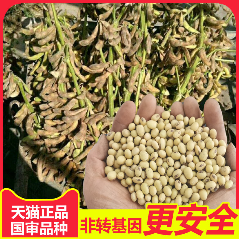 黄豆种子农家大豆种籽中黄37菜种籽春季夏季播种非转基因大豆种孑