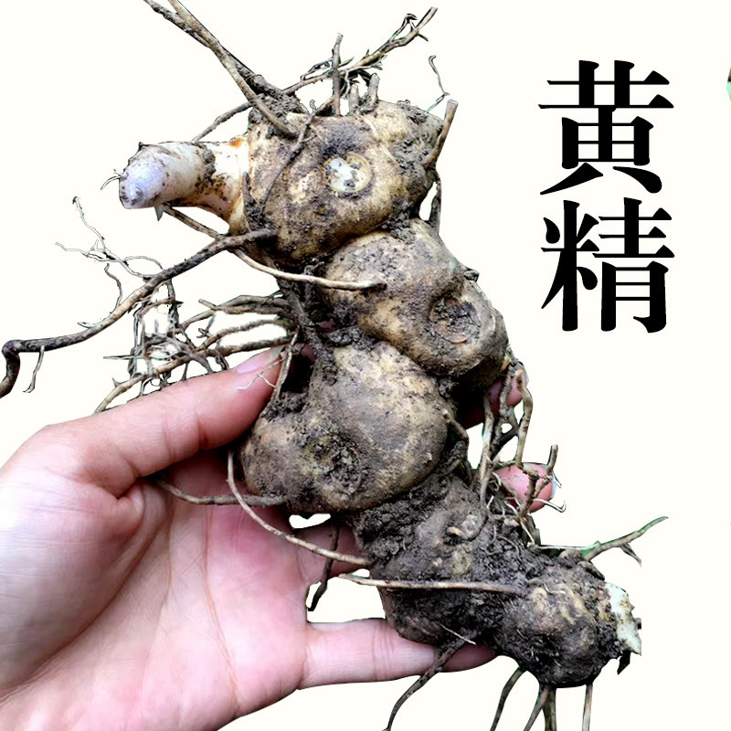 神农架黄精野生鸡头黄精非九蒸九晒新鲜老虎姜煲汤泡酒新鲜500克