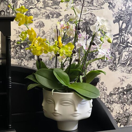 深海吧Jonathan adler Dora缪斯人脸花盆蝴蝶兰套盆乔迁高档送礼
