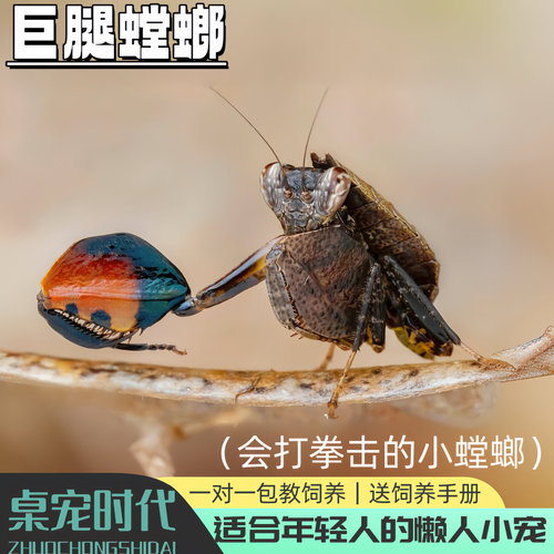 巨腿螳螂霍氏巨腿螳螂海南巨腿螳螂拳击螳螂观赏昆虫桌宠时代