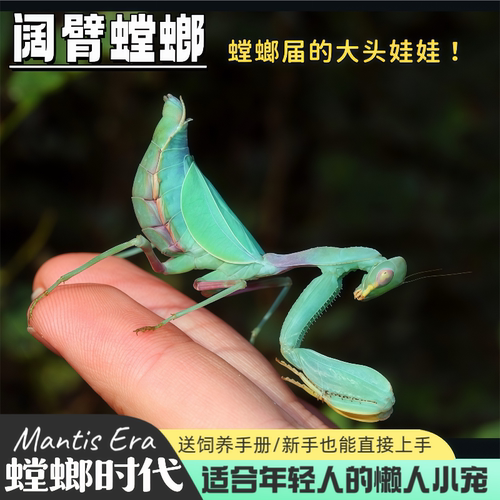 非洲阔臂螳螂宠物螳螂观赏昆虫摄影桌宠儿童礼物观赏螳螂螳螂时代