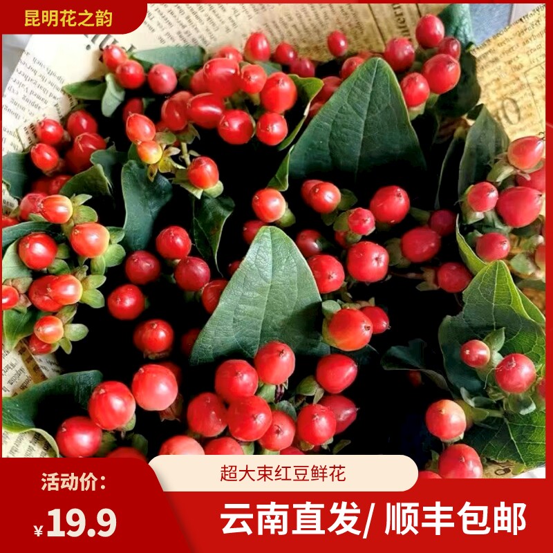 相思红豆鲜花水培水养火龙珠客厅家用插花云南基地直发大花束真花