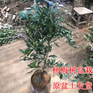 东魁杨梅树苗盆栽杯苗正宗嫁接苗原盆土发货阳台庭院南北方种植