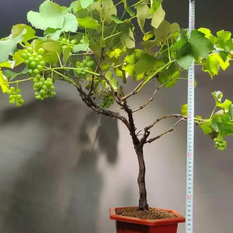 葡萄树果苗盆栽老桩巨峰葡萄带叶