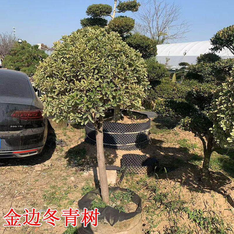 金边黄杨树苗高杆冬青树6公分粗棒棒糖带土球木架发货耐寒庭院