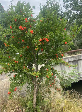 石榴树苗地栽苗特大3公分粗带土