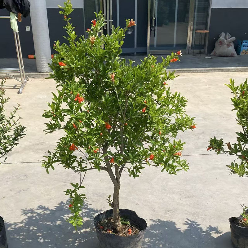 石榴树苗盆栽地栽老桩盆景蒙阳红大果石榴当年开花结果耐寒果树
