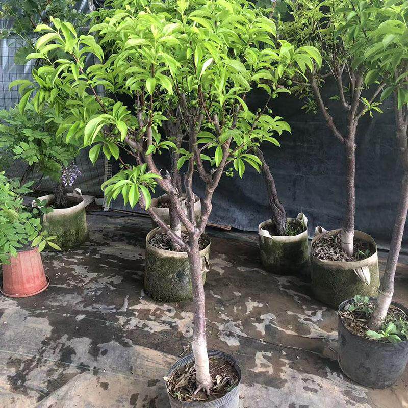 李子树苗盆栽高杆大苗矮化嫁接苗大红袍李果实大甜儿不腻原盆发货