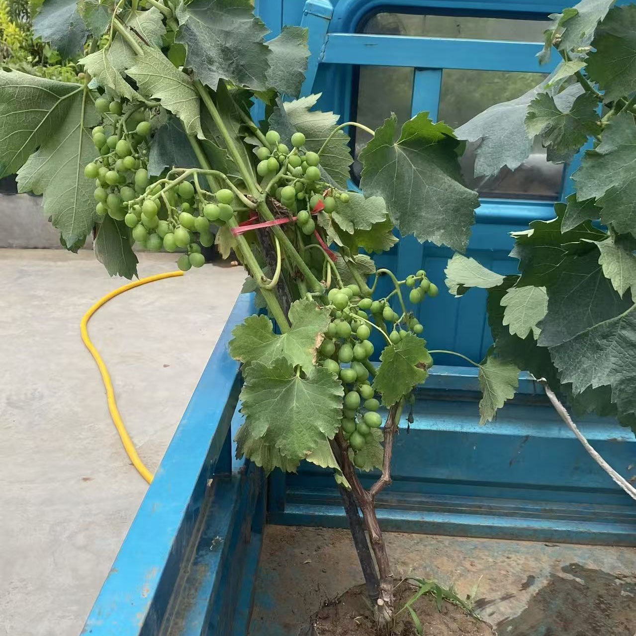 葡萄树果苗盆栽巨峰带果原盆土发