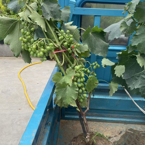 葡萄树果苗盆栽巨峰带果原盆土发