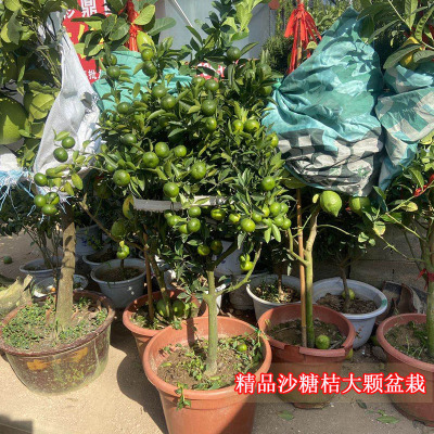 盆栽桔子苗带果南北方种植嫁接苗