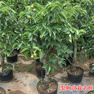 秋月梨树果苗盆栽活苗老桩嫁接苗当年结果原盆原土发货一物一拍