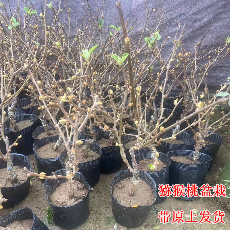 猕猴桃树果苗盆栽嫁接苗带土球图片