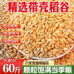 稻谷带壳谷子20斤水稻稻子100斤喂鸡鸭鹅鸽子鸟仓鼠宠物饲料