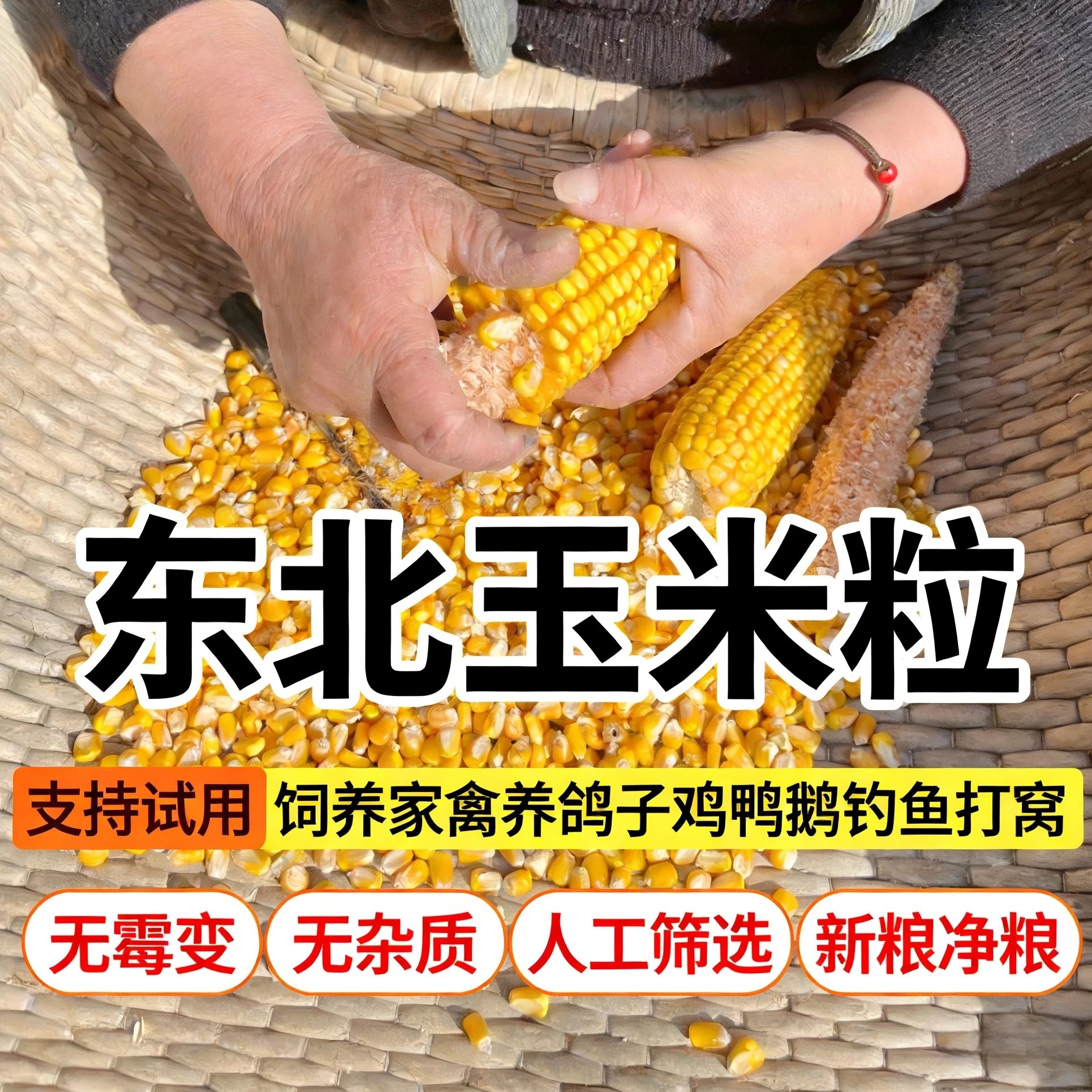 玉米粒家禽饲料打窝鱼饵苞米批发
