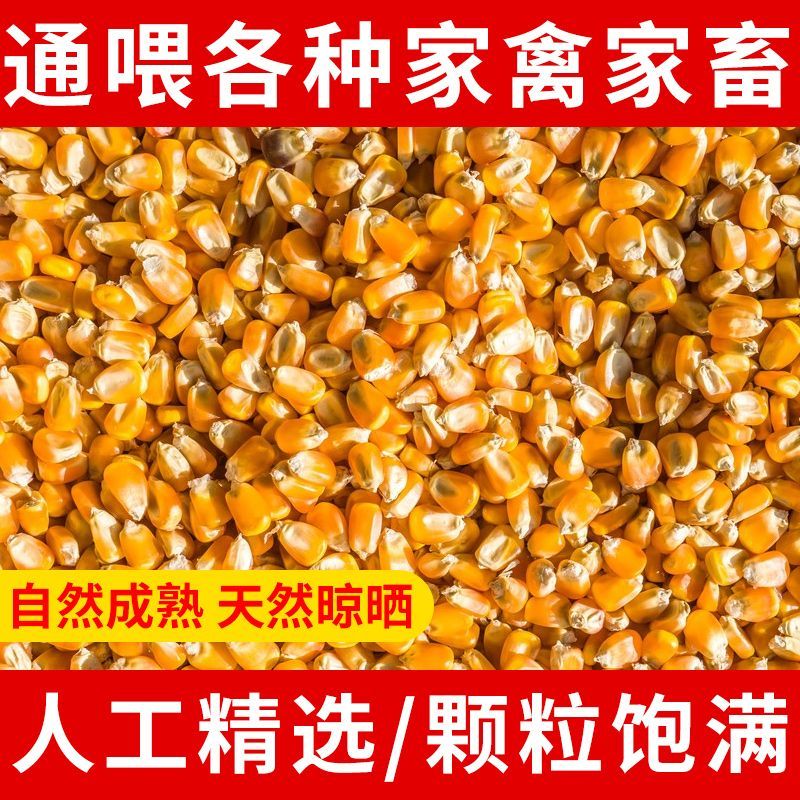 玉米粒家禽饲料打窝鱼饵苞米批发