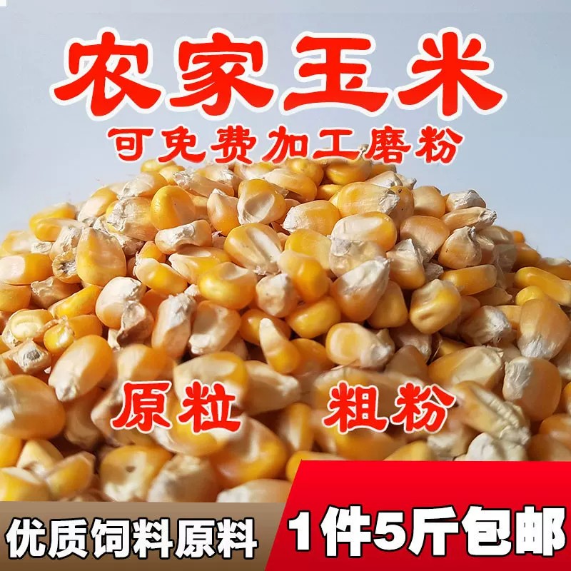 玉米粒家禽饲料打窝鱼饵苞米批发