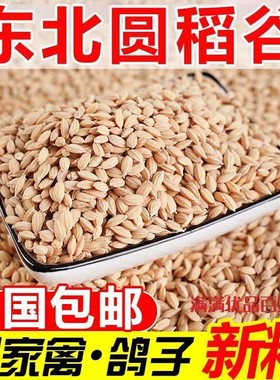 24年新稻谷10斤带壳喂鸡鸭鸽粮鸟饲料50斤五谷杂粮批发谷子水稻子