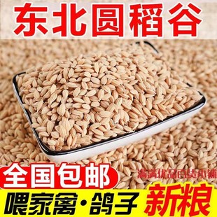 24年新稻谷10斤带壳喂鸡鸭鸽粮鸟饲料50斤五谷杂粮批发谷子水稻子