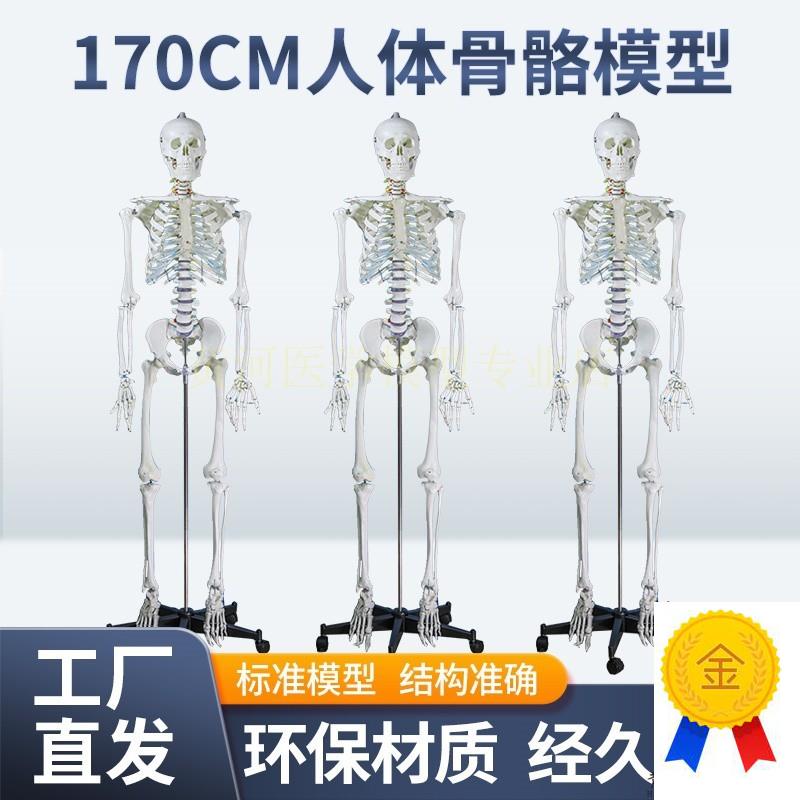 成人一比一人体骨骼模型170cm人体骨架标准医R学骷髅骨架解剖标本