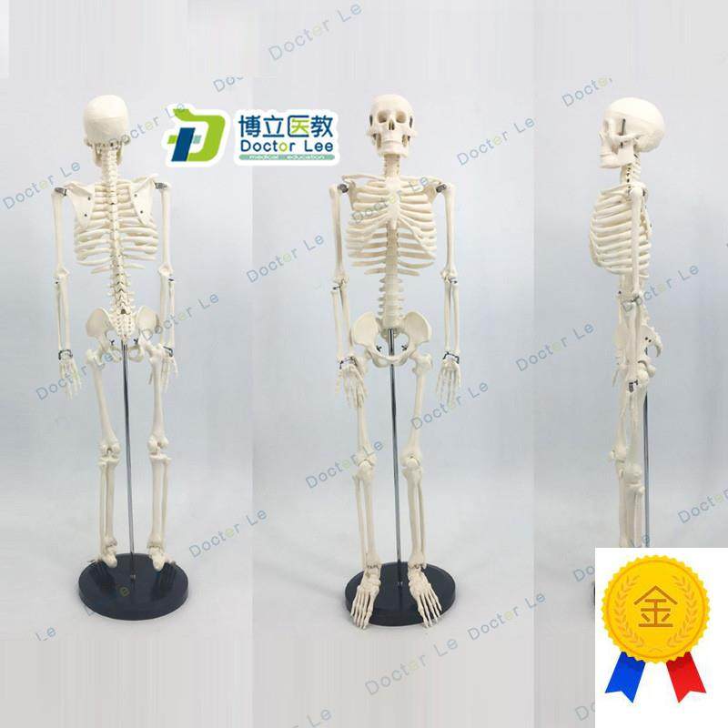 可活动骨架标肌肉解剖脊椎骷髅小针C刀正骨针灸85cm人体骨骼模型