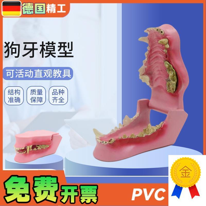 德国】动物牙齿模型动物牙齿犬科牙口I腔教学模型狗骨骼犬骨医学