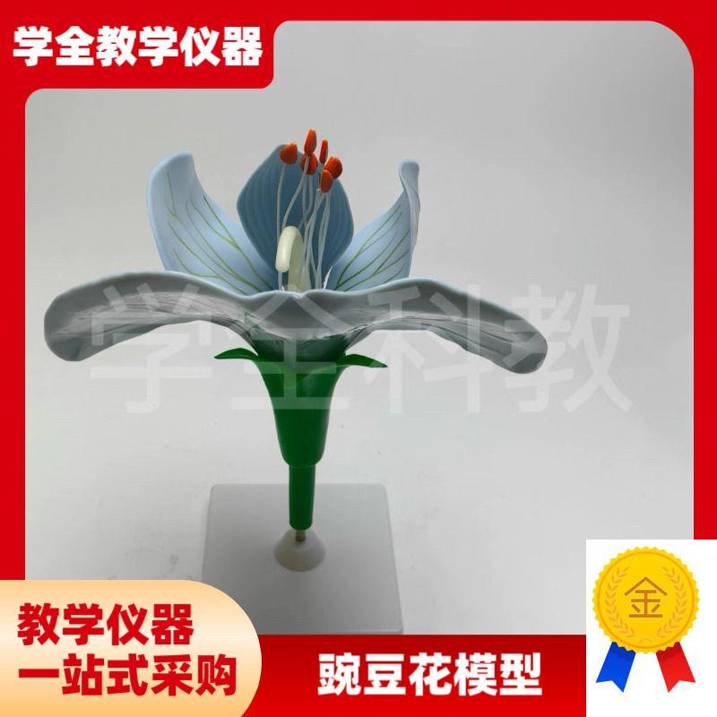 豌豆花放a大模型可拆卸子房解剖双子叶植物花高中生物教具园艺观