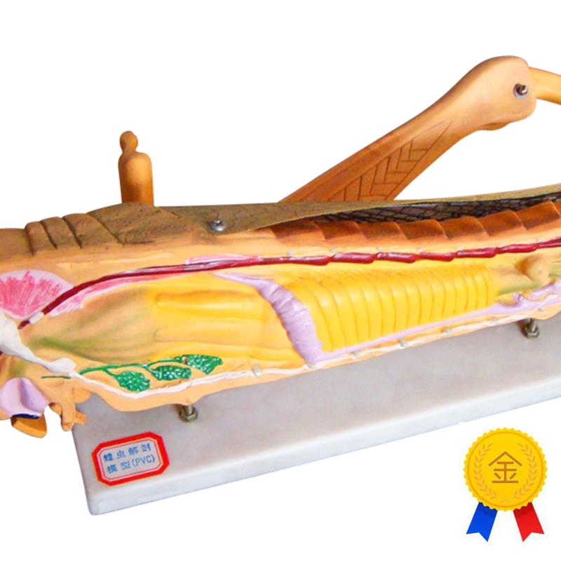 向阳花正品蝗虫解n剖模型初中生物实验器材厂家直销包邮