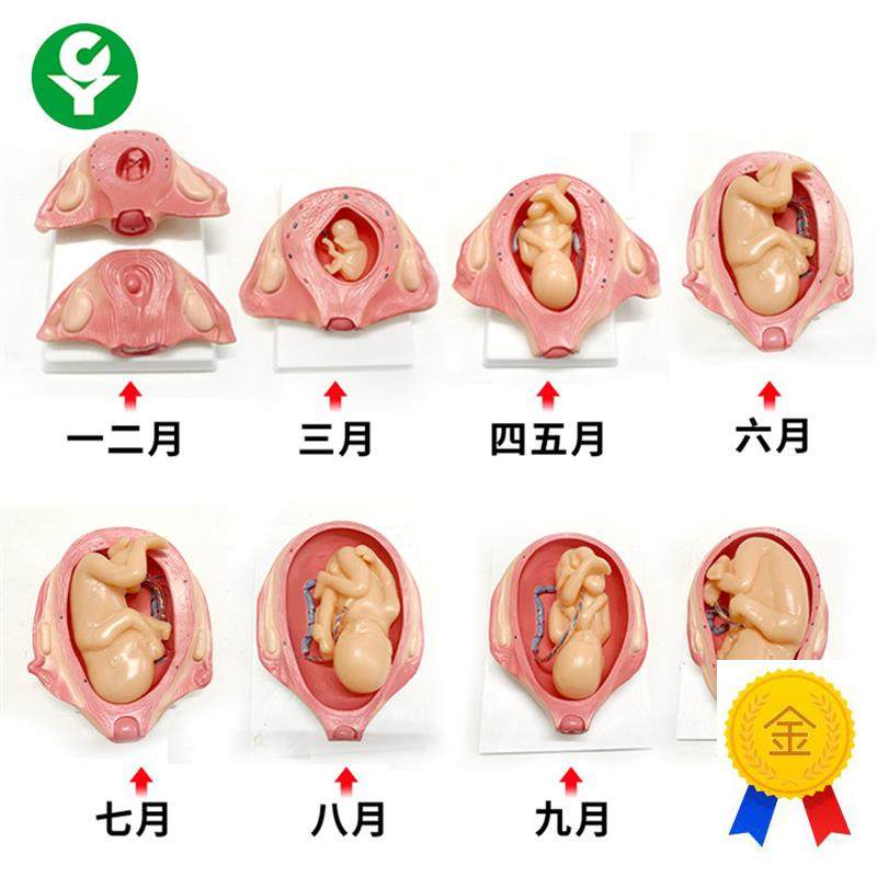胎儿妊娠发育过程模型/怀孕胎儿模C型/妊娠胚胎发育模型计划生育