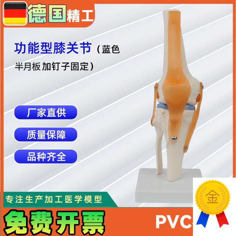 功能型膝关节模型可弯曲十x字韧带半月板灵活膝关节骨骼模型