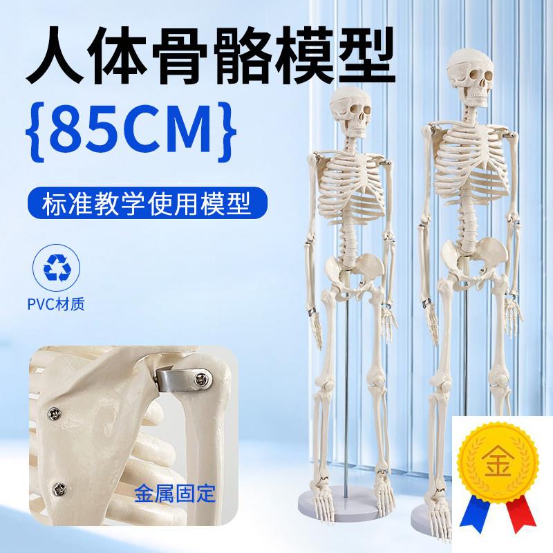 85cm人体骨骼模型o全身骨架人体模型成人小骷髅教学模型脊椎模型