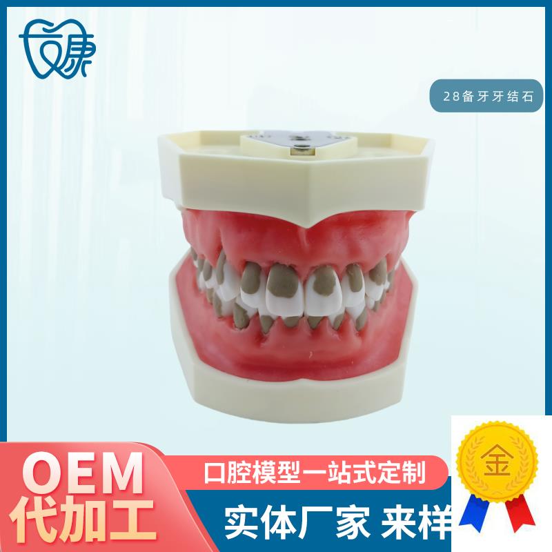 牙科全口可拆卸备牙模型软牙龈模型练I习牙齿模型送螺丝螺丝刀