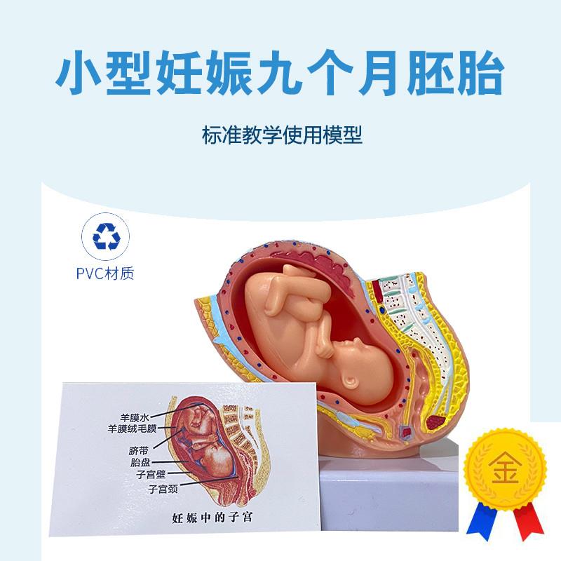 妊娠发育过程小型胚胎模型9B个月胚胎模型计生妊娠胎儿模型