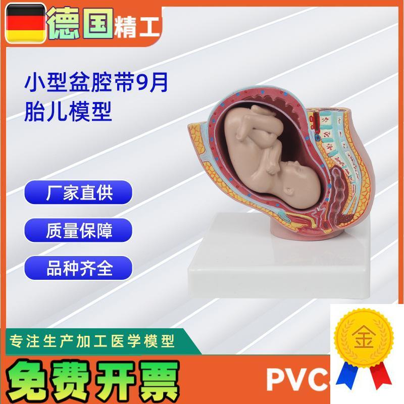 小型妊娠盆腔g带婴儿模型女性盆腔附足月胎儿模型教学讲解