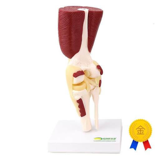 ENOVO颐诺人j体膝关节肌肉群模型膝关节模型滑车关节半月板交叉