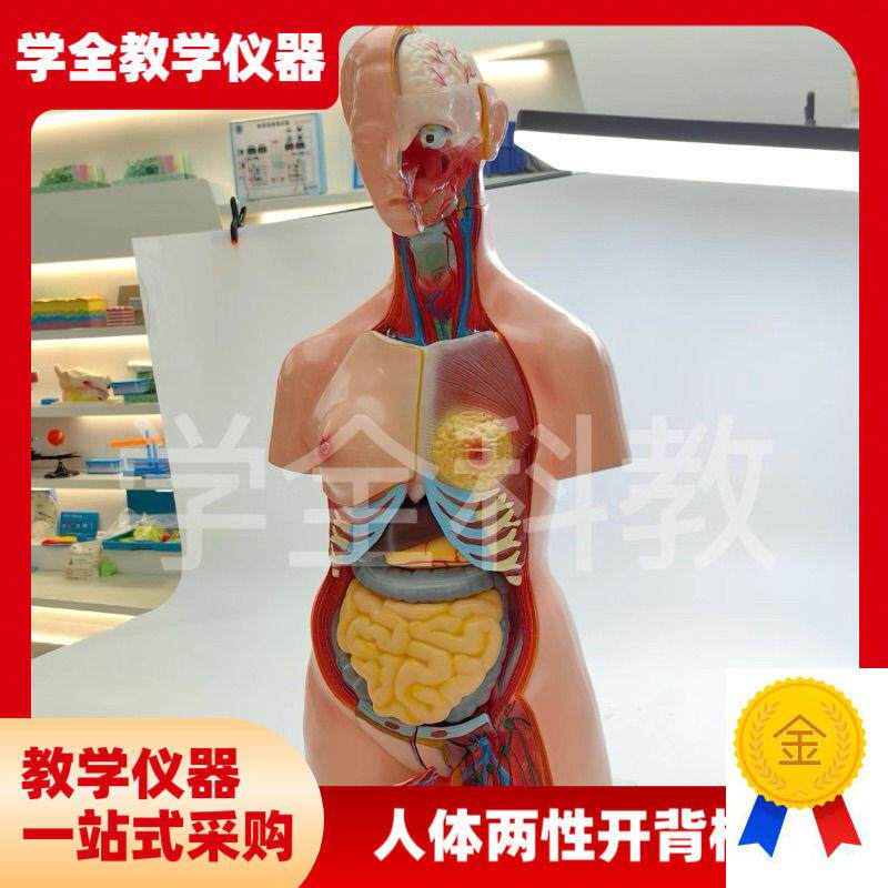 人体器官身体结构解剖模q型85cm两性开背全身内脏拼装躯干解刨模
